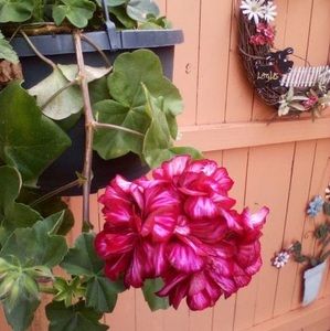 Meet your Posher, Deanne